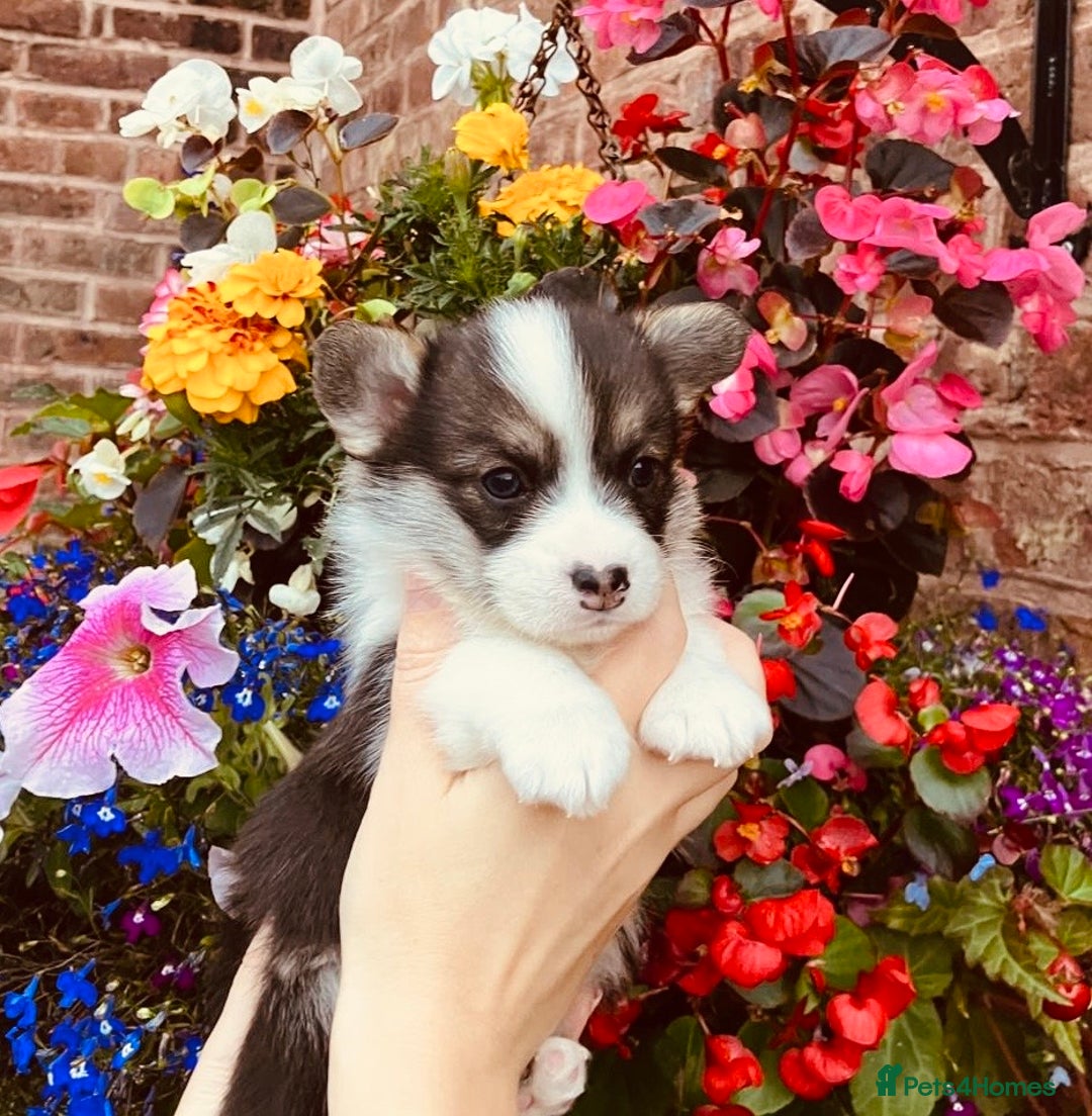 Welsh Corgi Pembroke dogs for sale: Pedigree, health tested parents, licensed breeder - Image 9