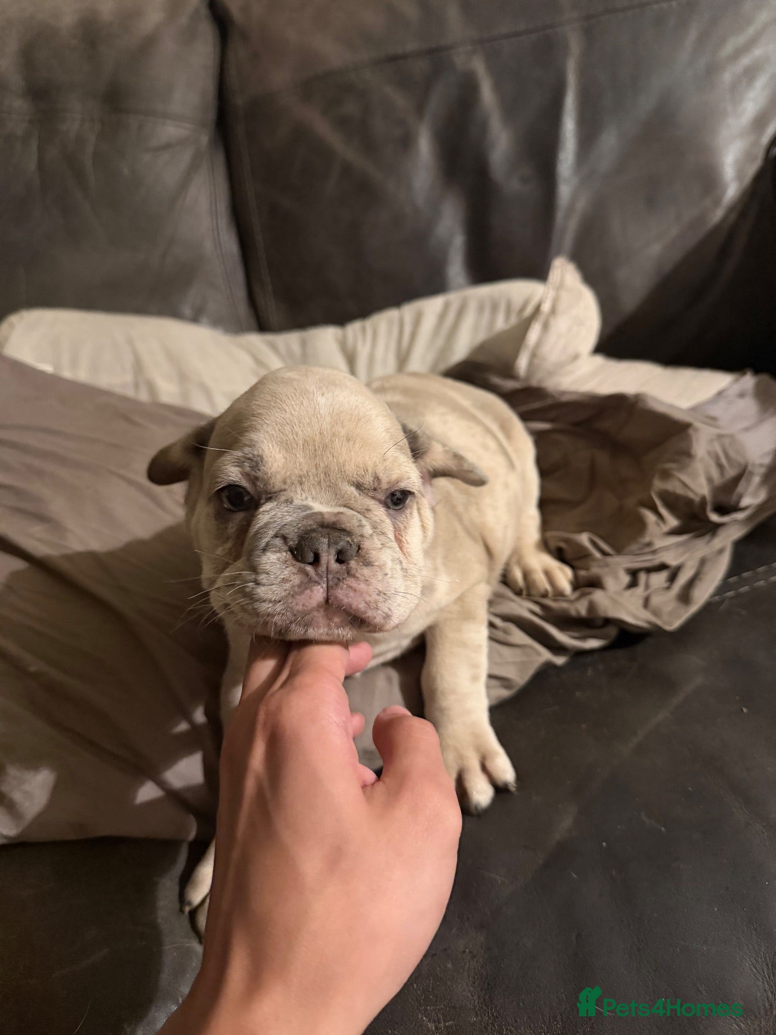 French Bulldog dogs 1. Lilac Merle boy left. REDUCED. - Advert 16