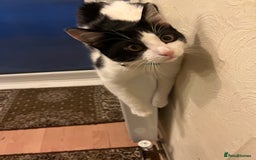 British Shorthair cats for sale: Male cat  - Image 7