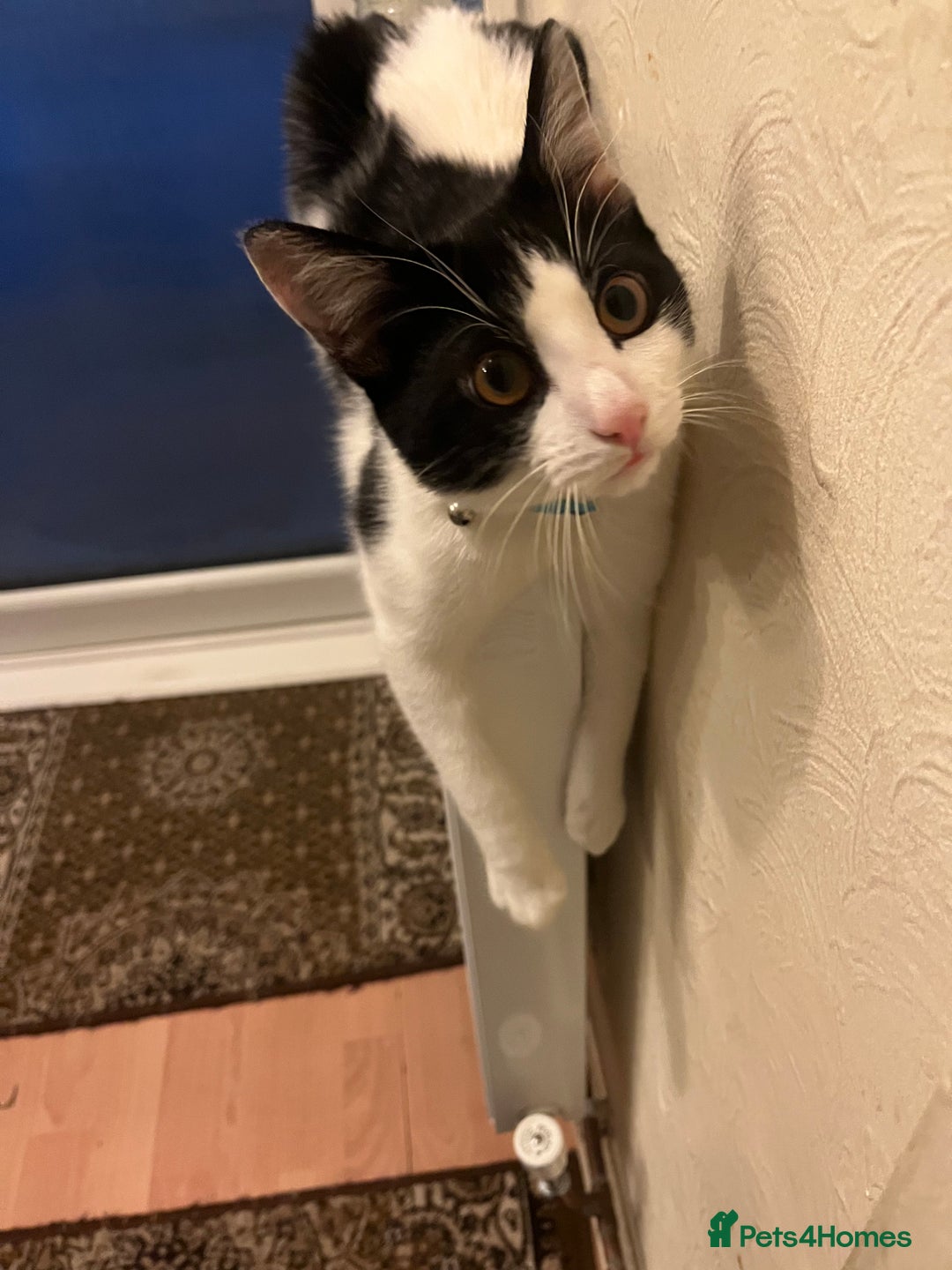 British Shorthair cats for sale: Male cat  - Image 7