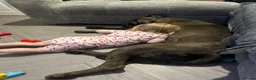 Cane Corso dogs for sale: Cane corso  - Advert 3
