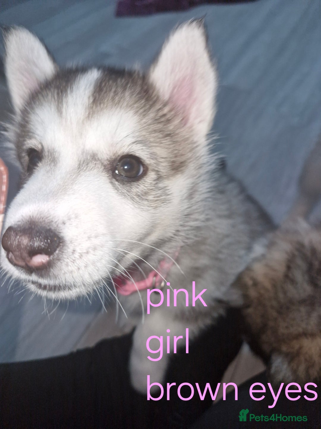 Siberian Husky dogs for sale: 8 husky pups - Advert 11