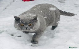 British Shorthair cats for stud: BIG BLUE BEAUTIFUL STUD GCCF AND TICA REGISTERED  in Derby - Image 12