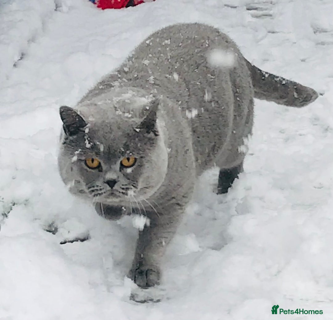 British Shorthair cats for stud: BIG BLUE BEAUTIFUL STUD GCCF AND TICA REGISTERED  in Derby - Image 12