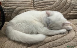 British Shorthair cats for sale: Gorgeous White British Shorthair Girl  - Image 11