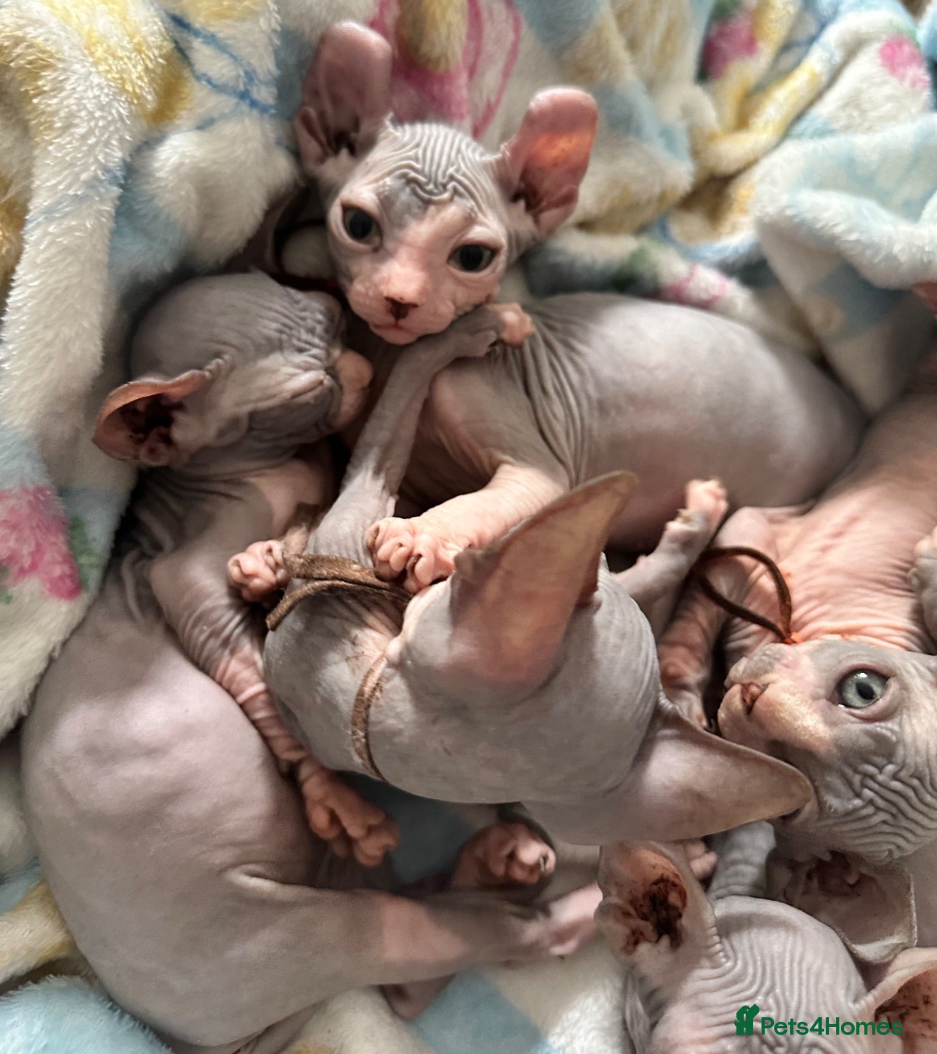 Sphynx cats 3 gorgeous boys left  - Advert 2