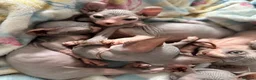 Sphynx cats for sale: Just 2 gorgeous boys left now - Advert 7
