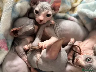 Sphynx cats 3 gorgeous boys left - Advert 2
