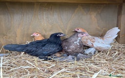Chickens poultry for sale: Sablepoot Hatching Eggs in Lincoln - Image 2