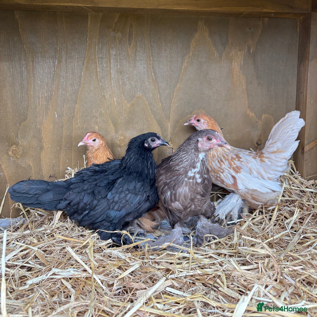 Chickens poultry for sale: Sablepoot Hatching Eggs in Lincoln - Image 2