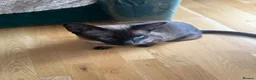 Siamese cats for sale: 5 Siamese kittens  - Advert 2