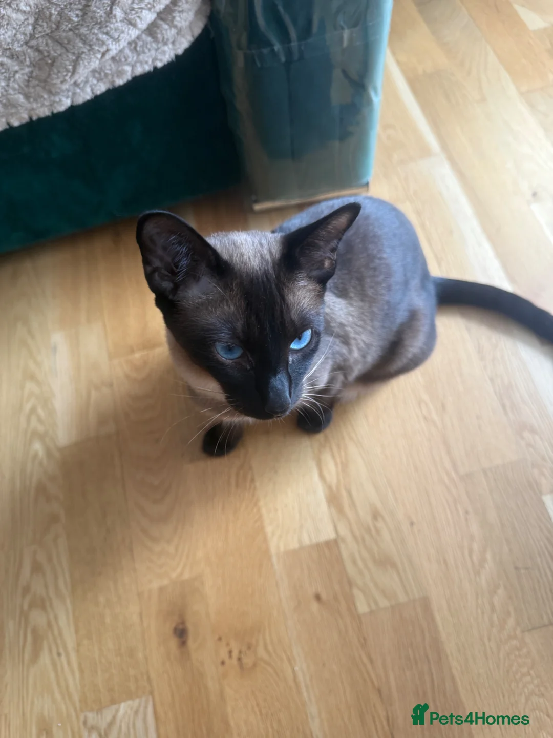 Siamese cats for sale: 5 Siamese kittens  - Advert 2