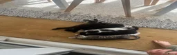Mixed Breed cats for sale: Kittens  - Advert 5