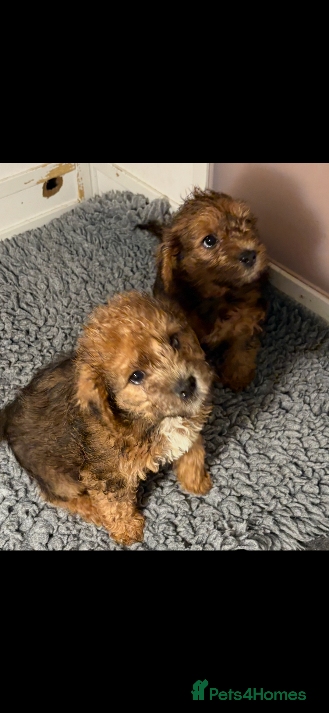 Poodle Mix Puppies In Maine Toy Poodle Mix Cockapoo Maltese Mix
