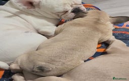 French Bulldog dogs for sale: French bulldog puppy girl - Image 8