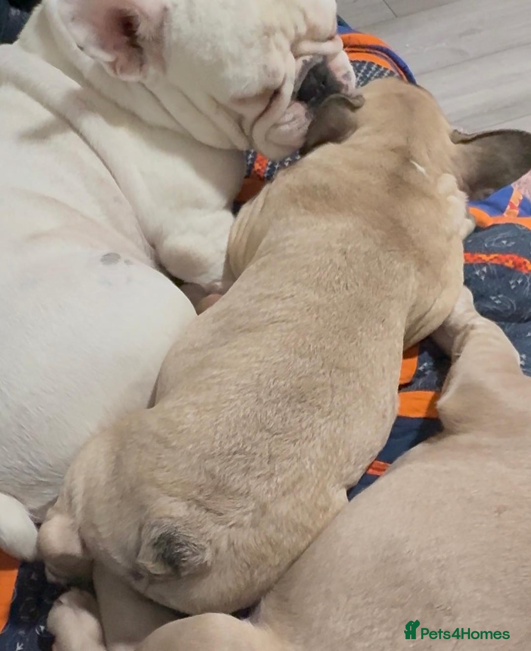 French Bulldog dogs for sale: French bulldog puppy girl - Image 8