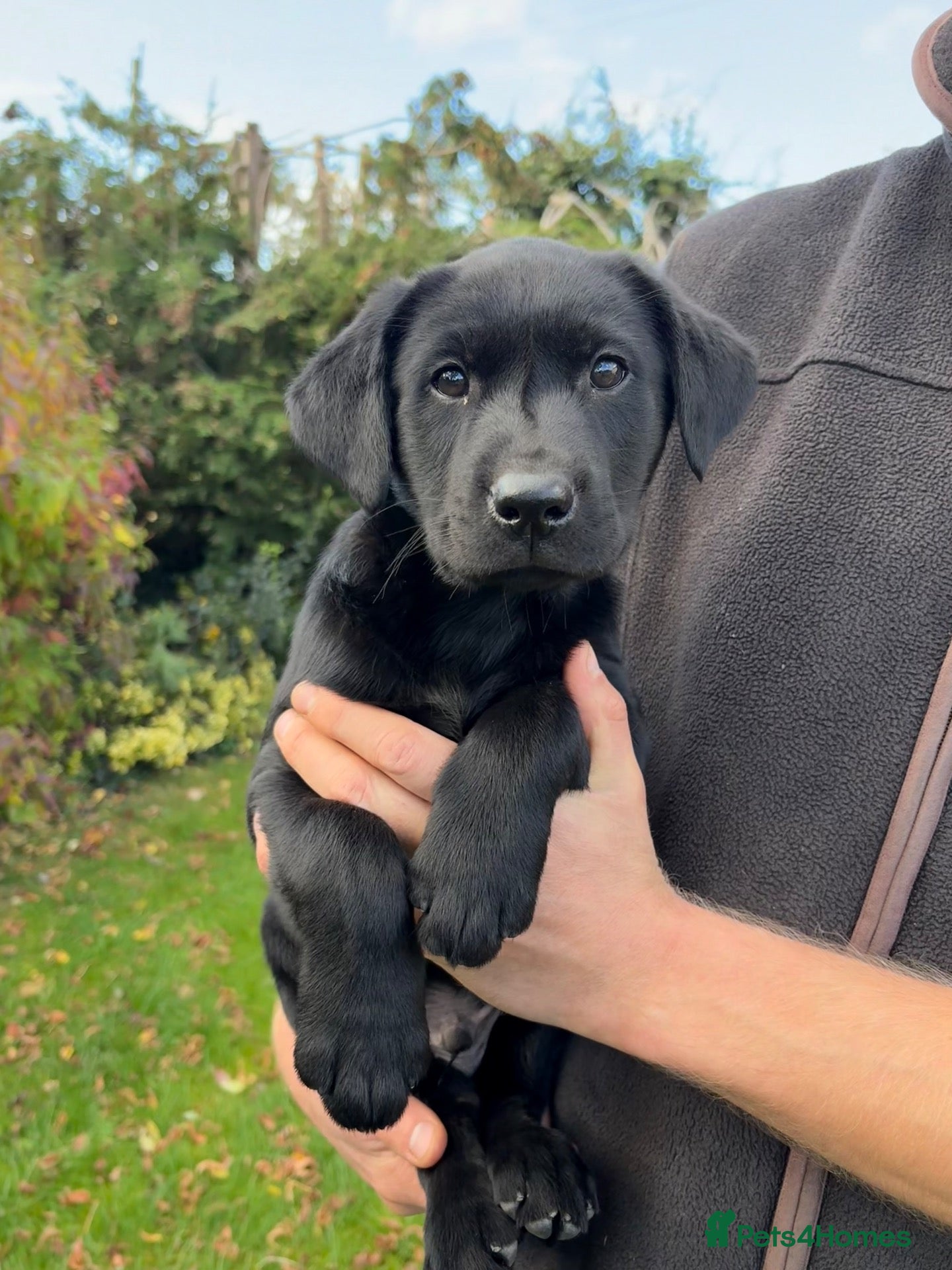 Labrador Retriever dogs Handsome Labrador dogs available  - Advert 1