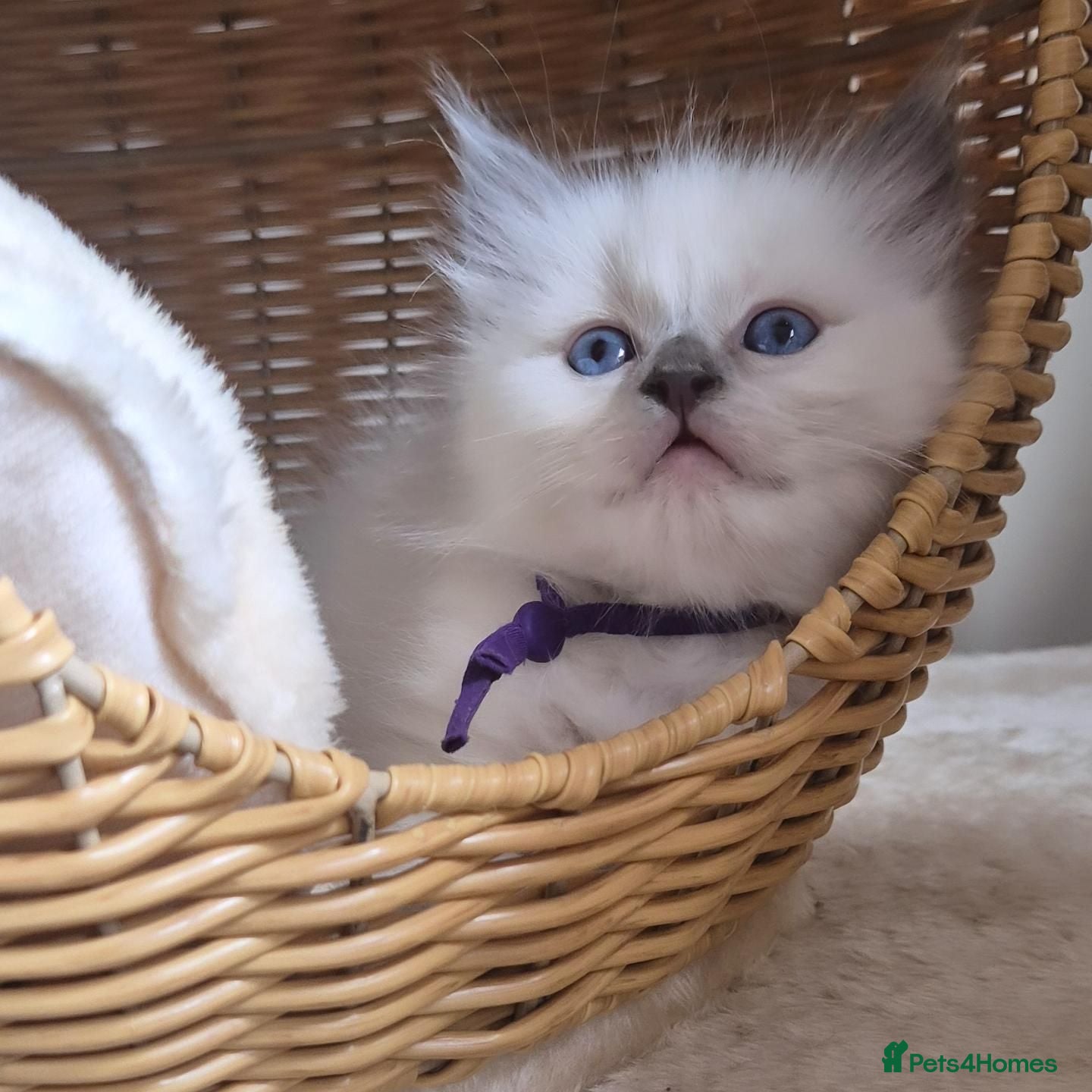Ragdoll cats Our beautiful ragdolls 🐾 (ONLY 2 LEFT) - Advert 16