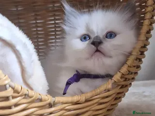 Ragdoll cats Our beautiful ragdolls 🐾 (ONLY 1 LEFT) - Advert 1