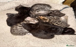 Bengal cats for sale: Beautiful Bengals Babies  - Image 2