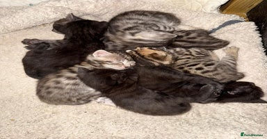 Bengal cats - Advert 10