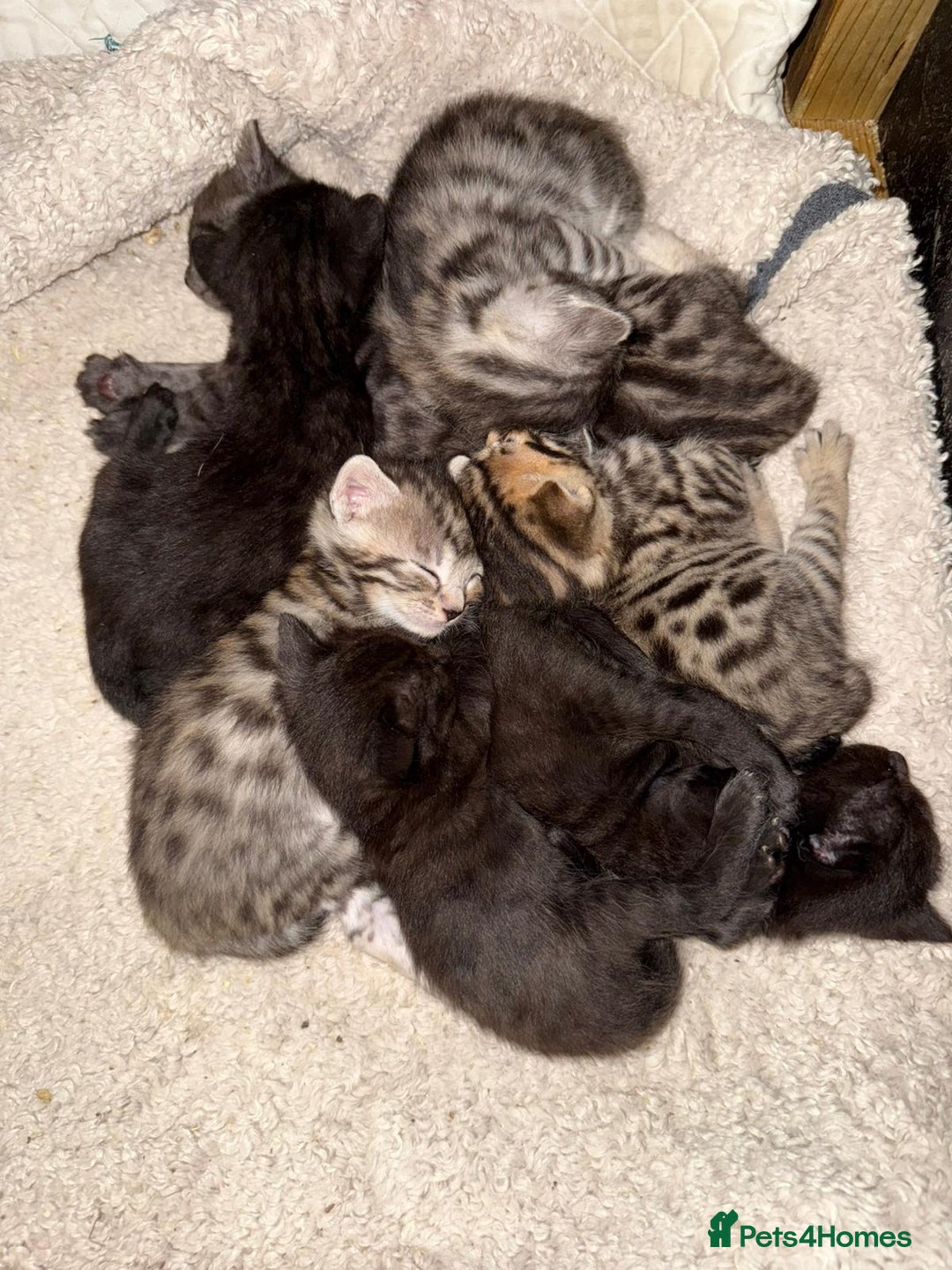 Bengal cats for sale: Beautiful Bengals Babies  - Image 2