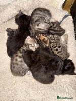 Bengal cats - Advert 15