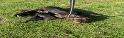 Dachshund dogs for sale: Wire haired standard dachshund teckel puppies  - Advert 12
