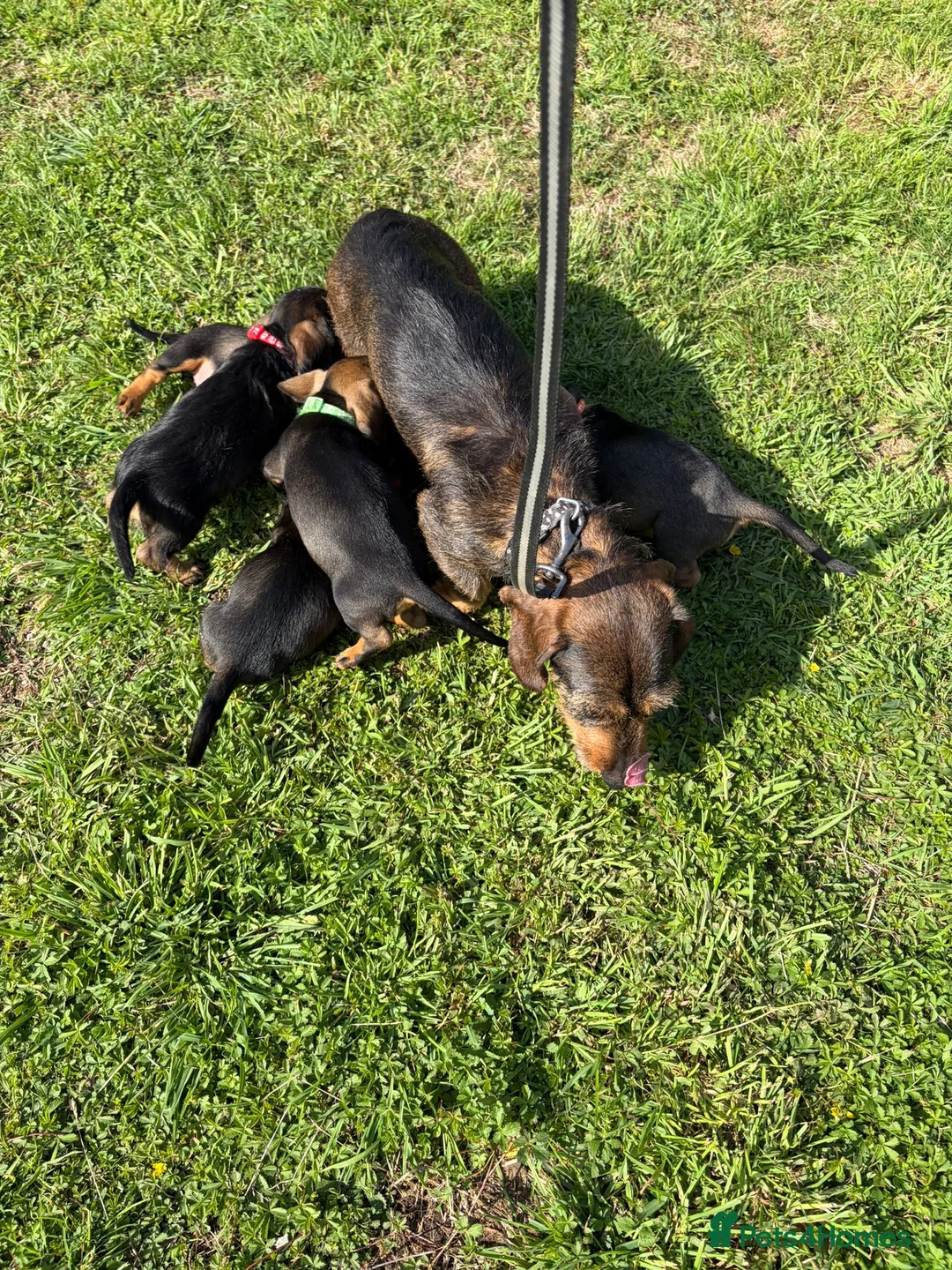 Dachshund dogs for sale: Wire haired standard dachshund teckel puppies  - Advert 12