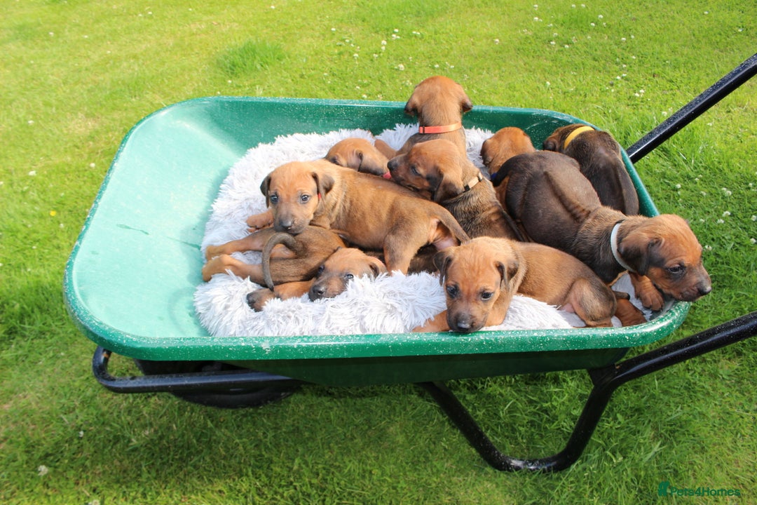 Rhodesian Ridgeback dogs for sale: Stunning Rhodesian RidgeBack Pups.. - Image 25