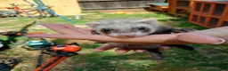 Ferret rodents for sale: Ferret hob kits in Hereford - Advert 8