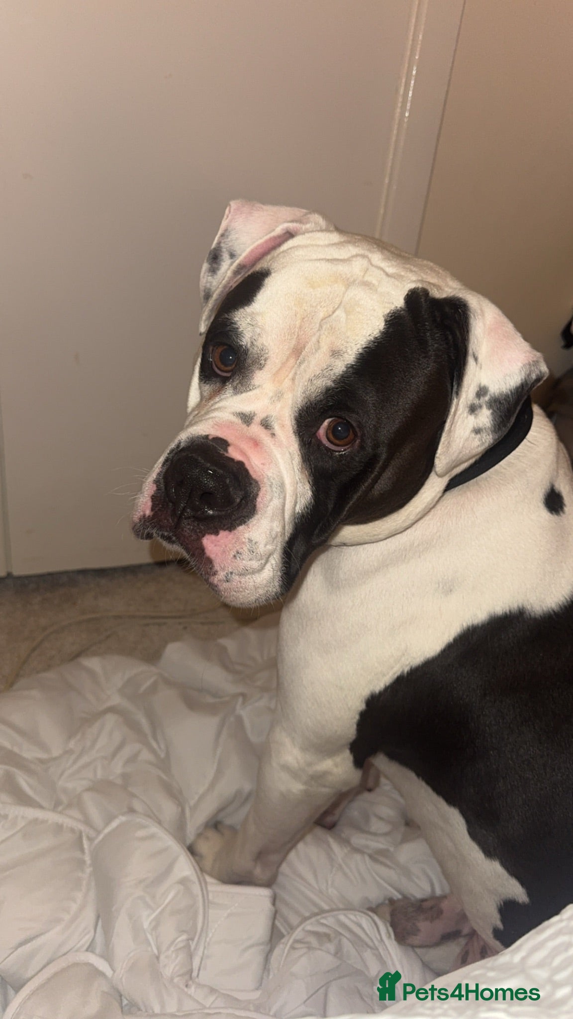 American Bulldog dogs Loving home needed! - Advert 2