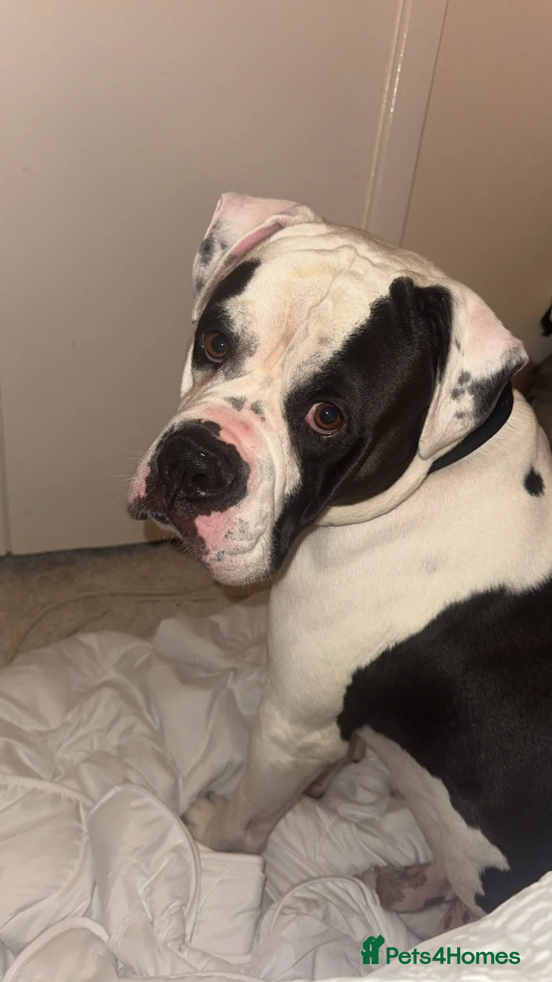 American Bulldog dogs for sale: Loving home needed! in Ruislip - Advert 1