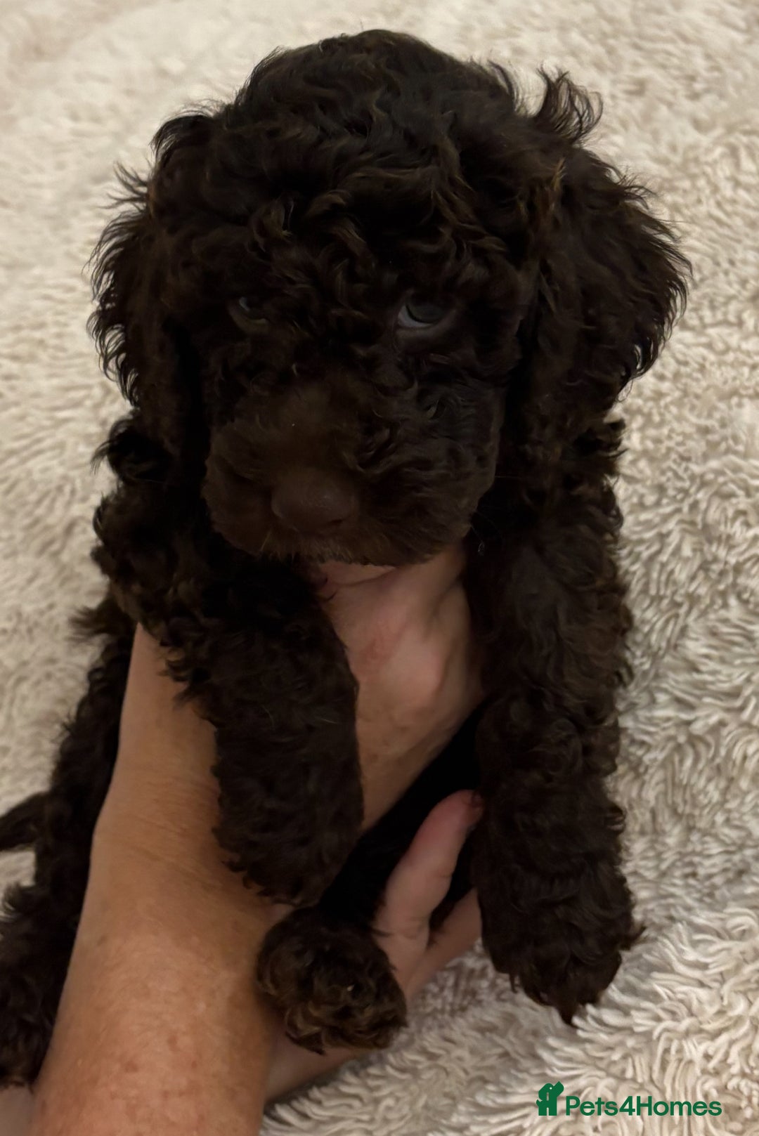 Cockapoo dogs for sale: Cockapoo f2 type - Image 8