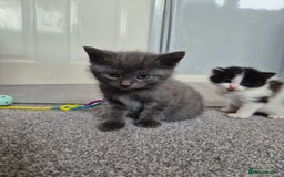 Mixed Breed cats for sale: Beautiful litter of 5 kittens  - Image 17