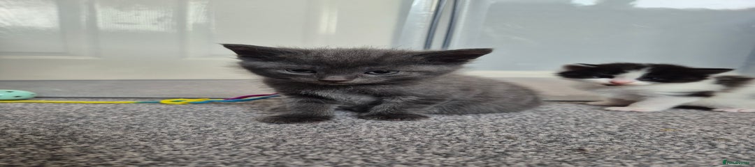 Mixed Breed Kitten 1