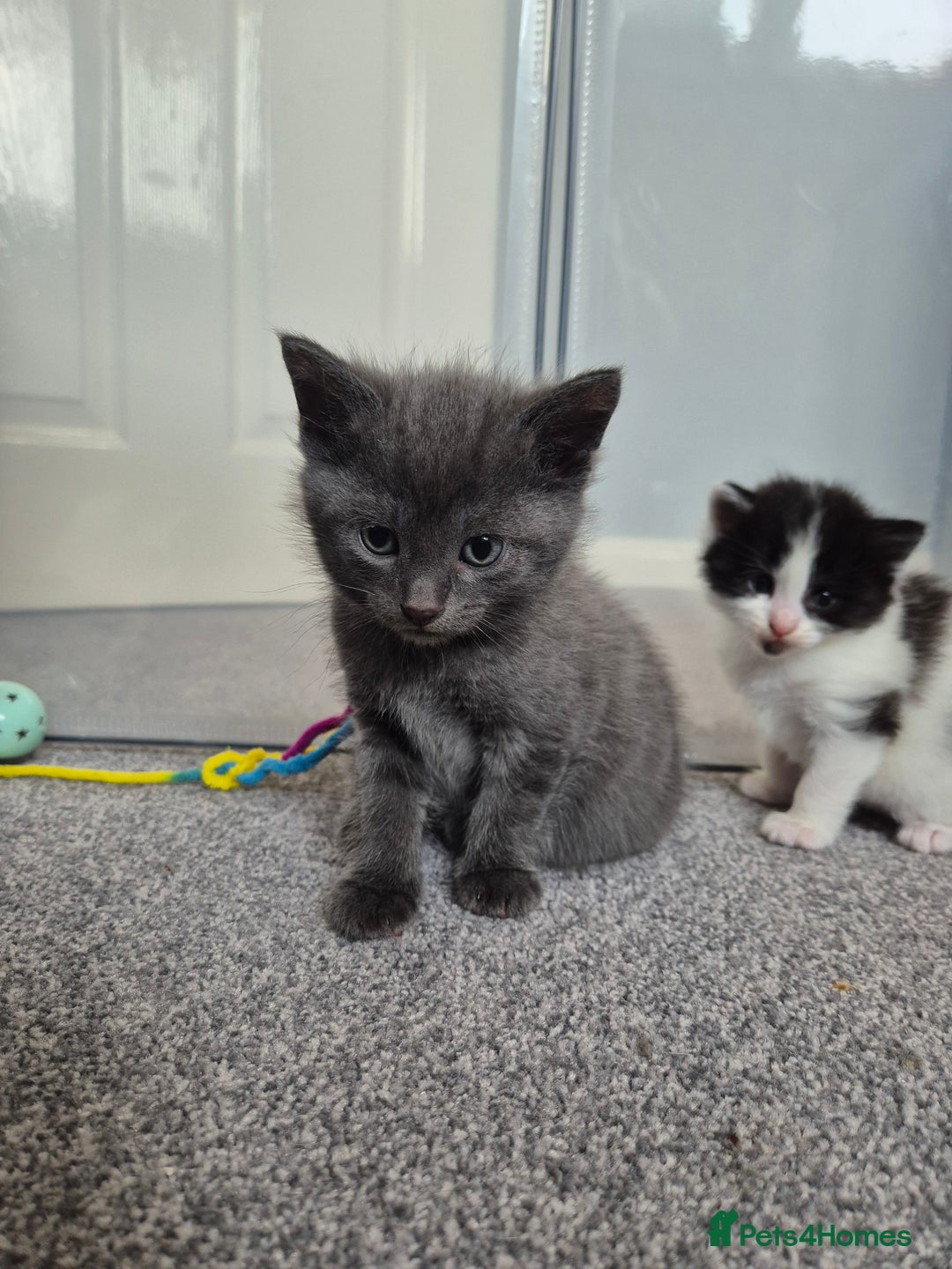Mixed Breed cats for sale: Beautiful litter of 5 kittens  - Image 17