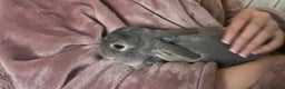 Rex rabbits for sale: blue mini rex  - Advert 4