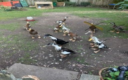 Ducks poultry for sale: Runner Ducks  - Image 1