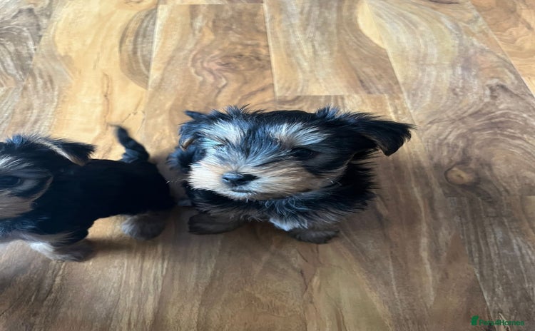 Yorkshire Terrier dogs Yorkshire Terrier Mini  - Advert 1