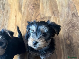 Yorkshire Terrier dogs Yorkshire Terrier Mini - Advert 3