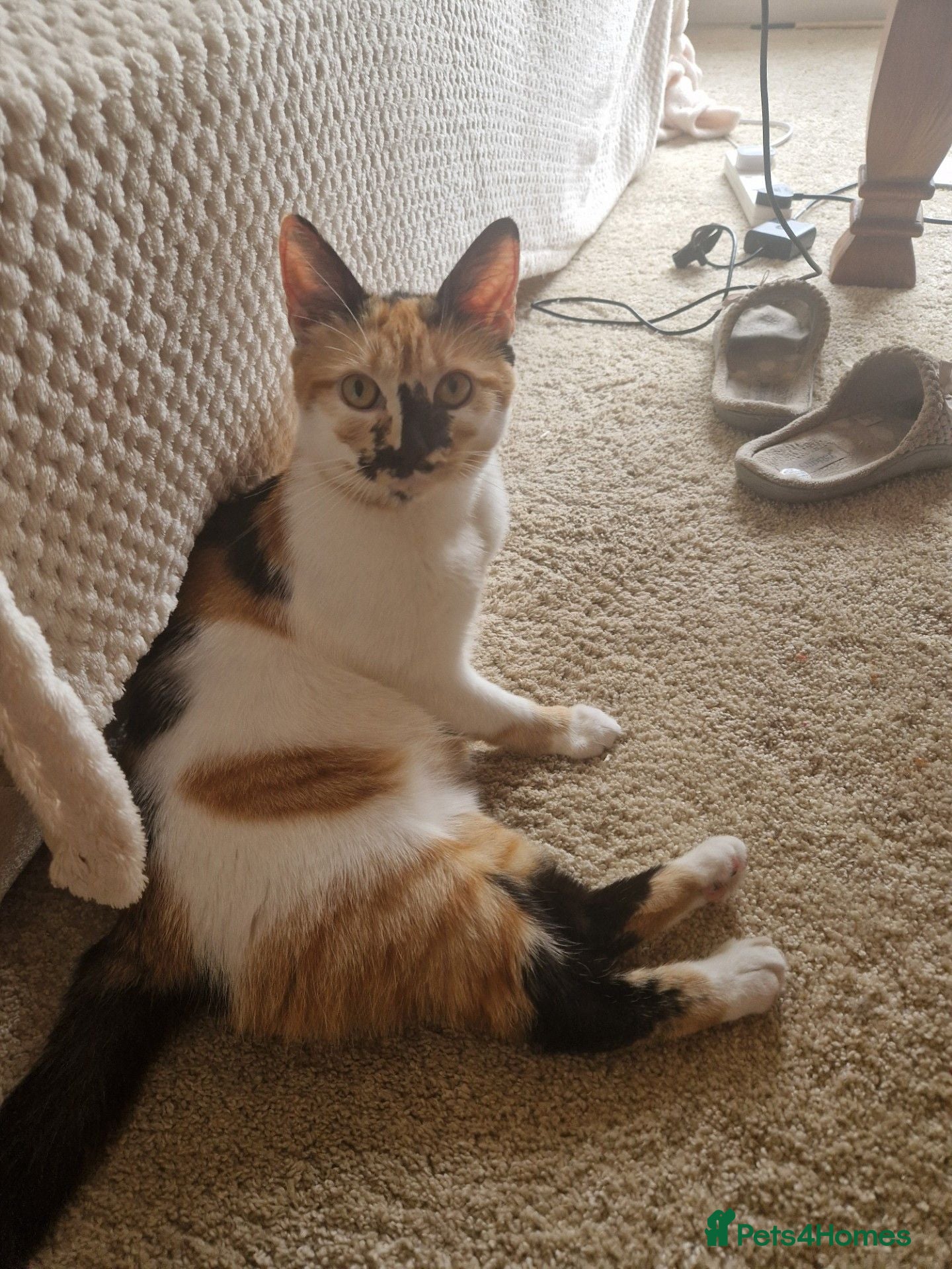 Mixed Breed cats Mother and 4 kittens - Advert 1
