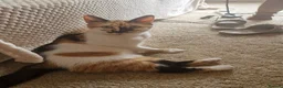 Mixed Breed cats for sale: Mother and 4 kittens in Leeds - Advert 1