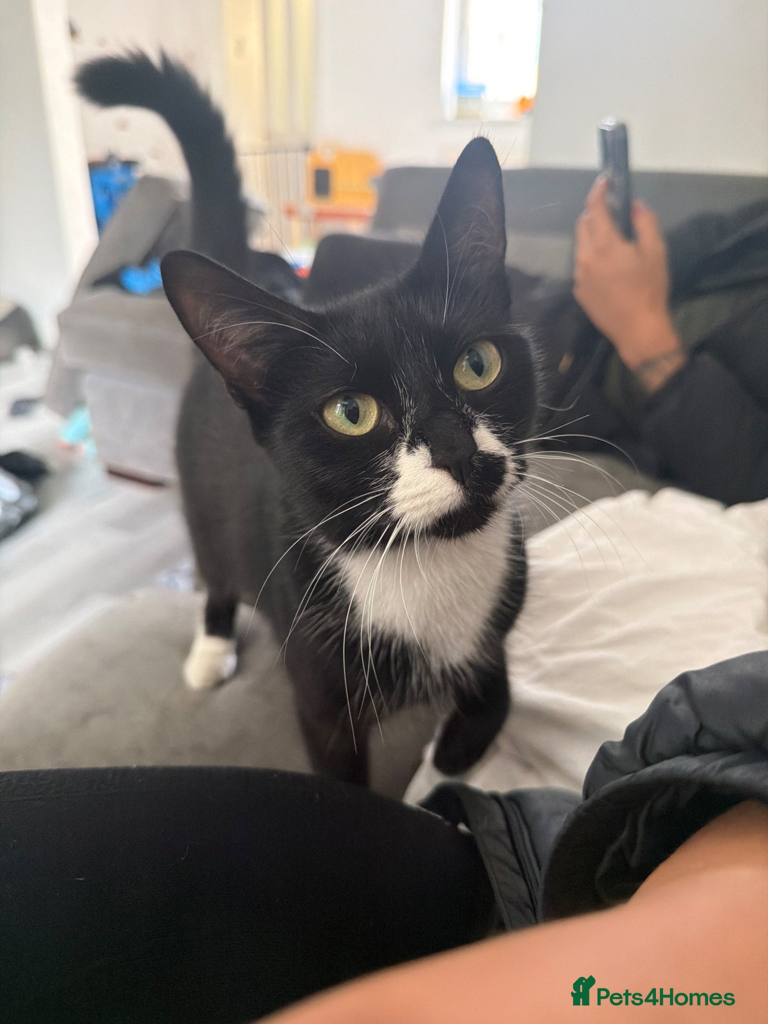 Domestic Shorthair cats for sale: Little female kitten ready for her forever people - Advert 4