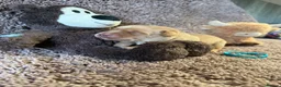 Labrador Retriever dogs for sale: 🐾7 Stunning Labrador Puppy’s 👀 🏡 🐾 - Advert 14