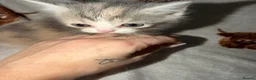 Mixed Breed cats for sale: Persian cross kittens  - Advert 5