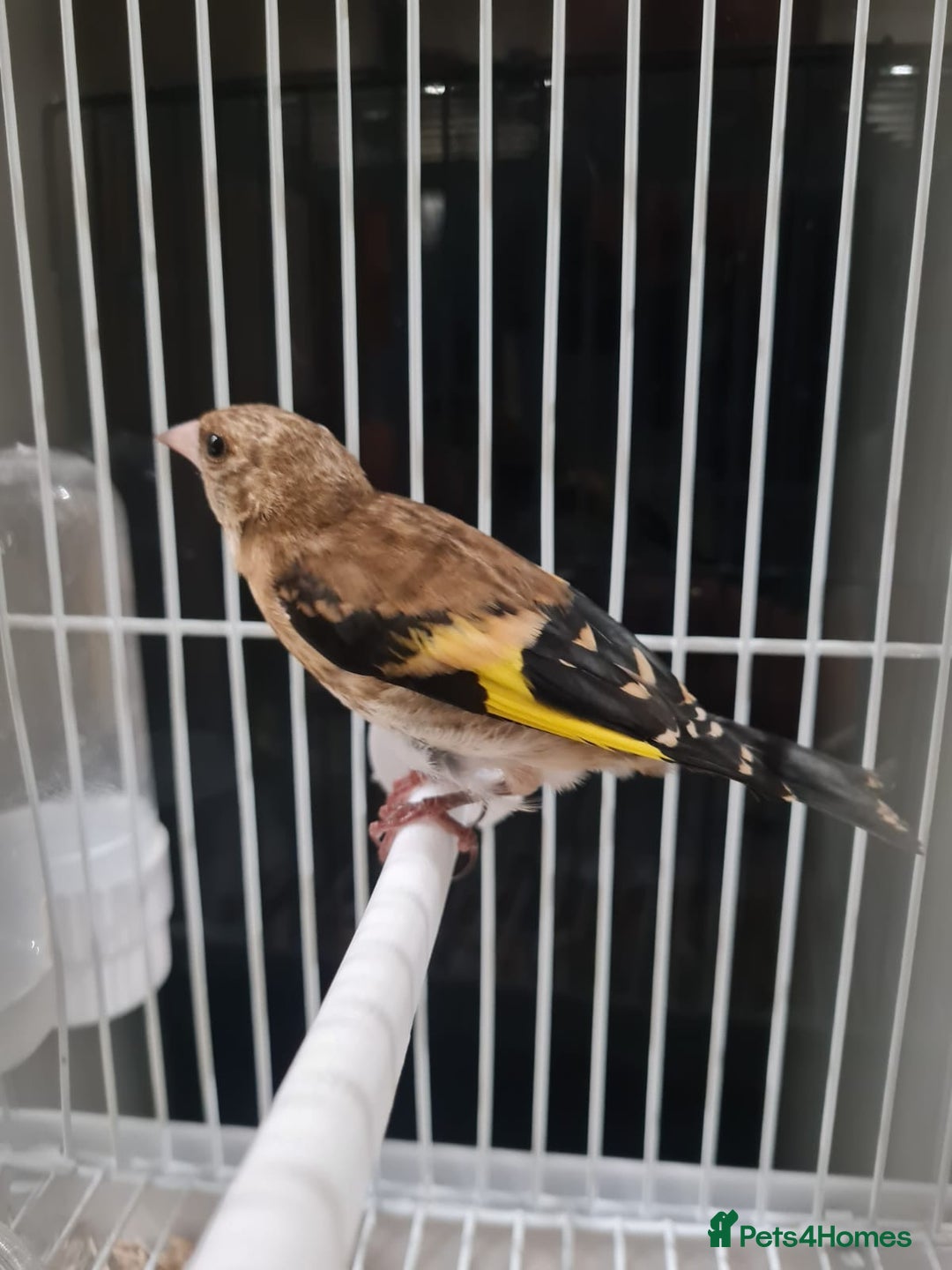 Finches birds for sale: Goldfinch young cockbird - Image 4