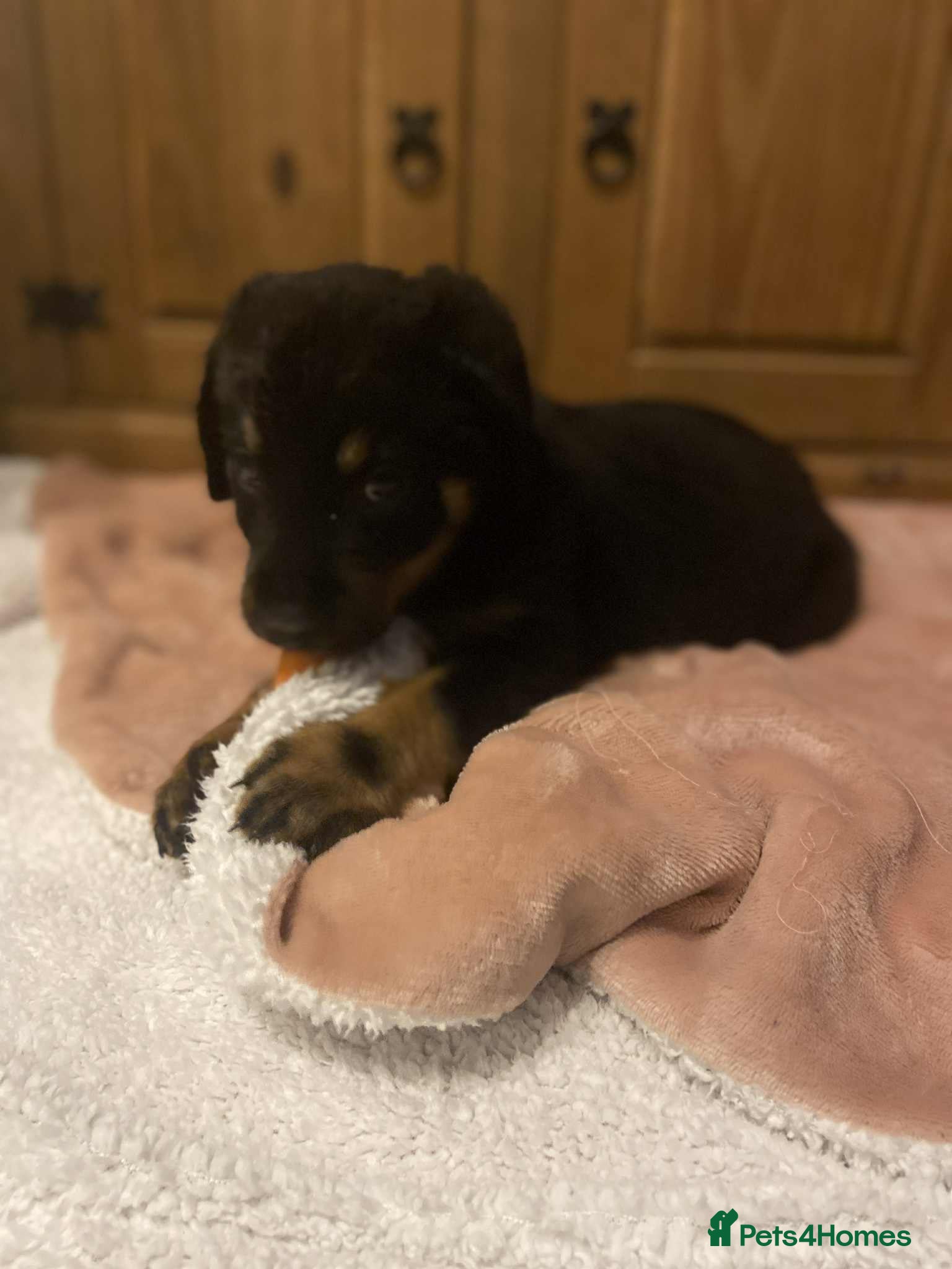 Rottweiler dogs Last Beautiful male rottweiler puppy - Advert 19