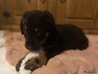 Rottweiler dogs Last Beautiful male rottweiler puppy - Advert 15