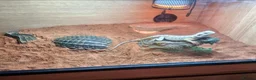 Bearded Dragon reptiles for sale: Bearded dragon in Dumbarton - Advert 11